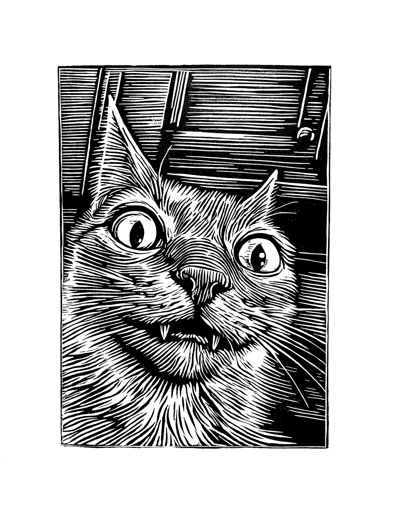 OMG Cat, image 1
